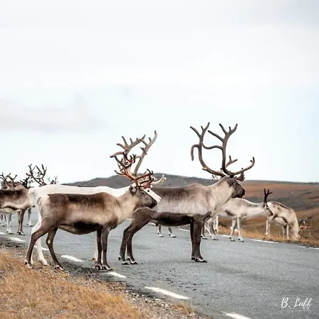 Casa de Férias House Aurora Tromsø